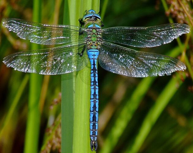 110709empdrafarnham1