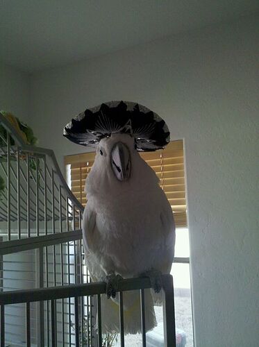 334062_406963394986_552098519_o