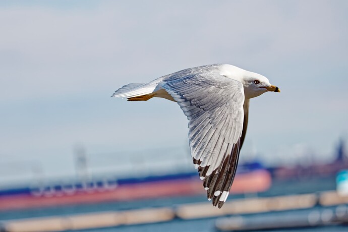 _M7A2369_DxO