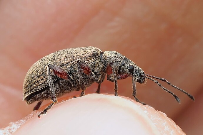 _5293750-topaz-denoise-sharpen_DxO-2