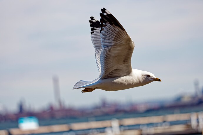 _M7A2370_DxO