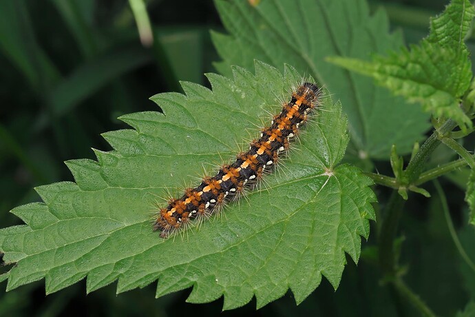 _5293692-topaz-denoise-sharpen_DxO