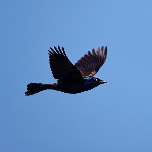 _M7A4577_DxO_1