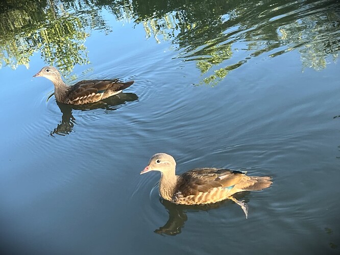 Bird 7