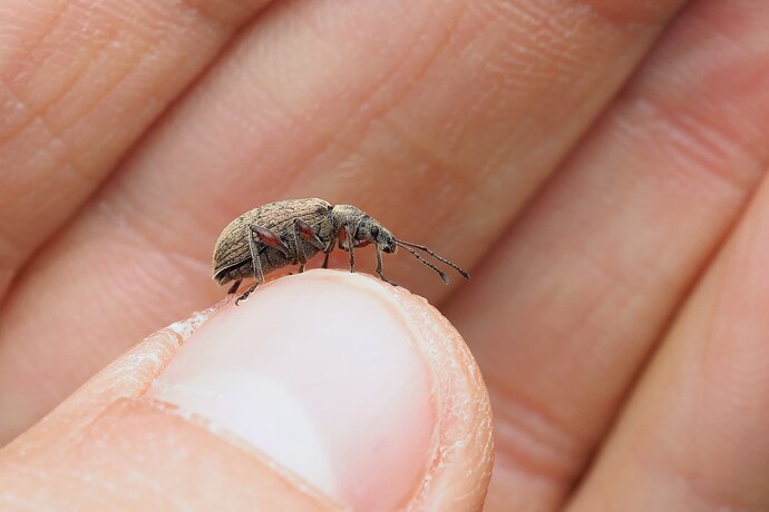 _5293750-topaz-denoise-sharpen_DxO