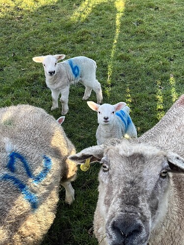 Sheep
