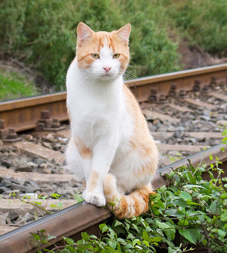 600-cat-railroad-track