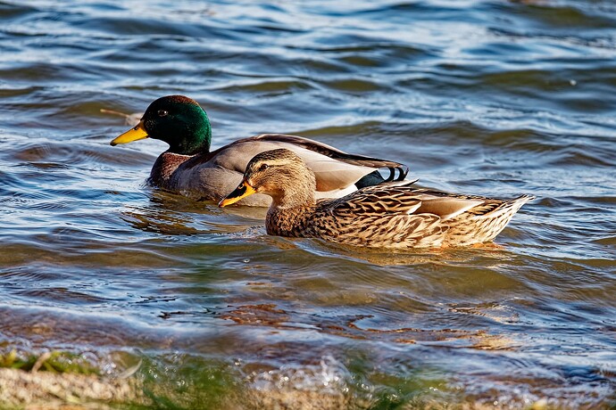 _M7A0568_DxO