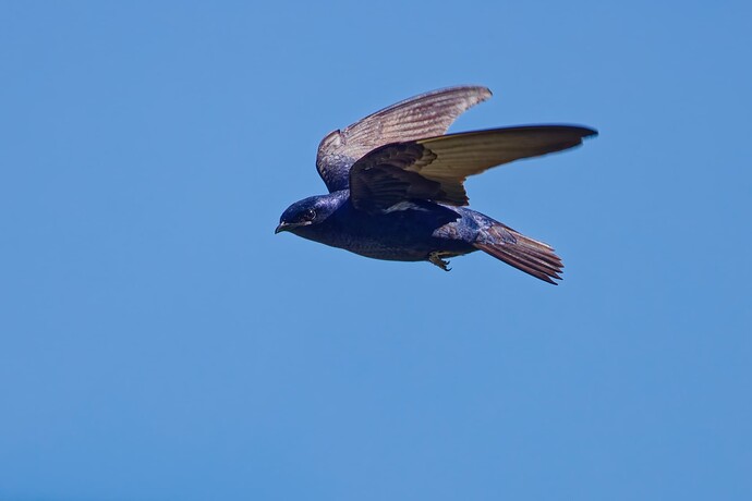 _M7A7203_DxO_1
