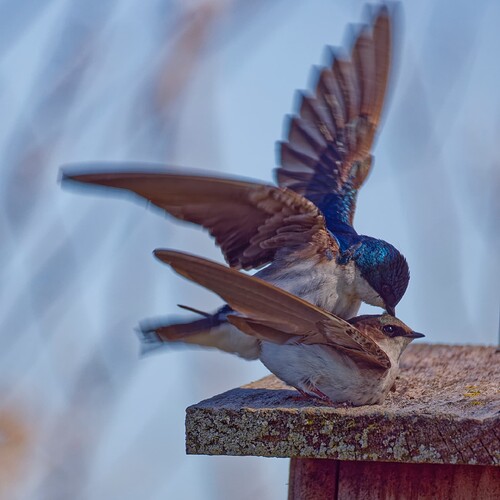 _M7A4251_DxO