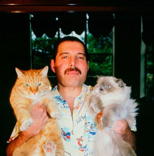 Freddie Mercury and his Cats
