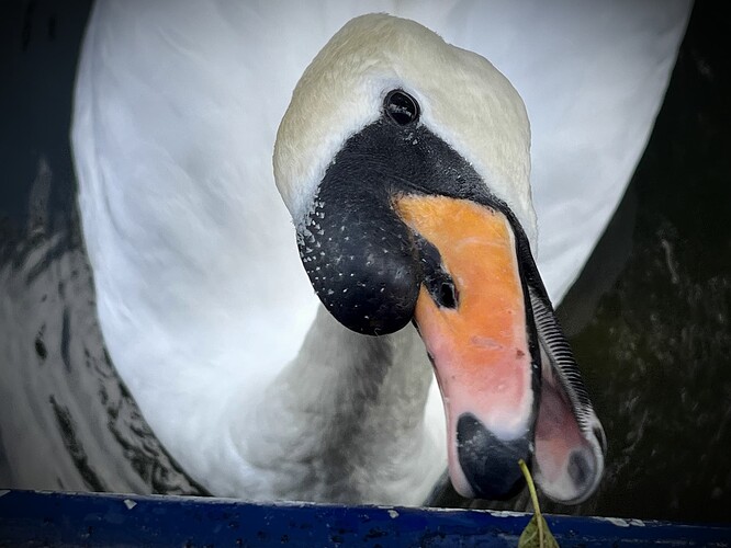 Swan F1