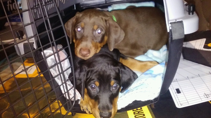 puppy1