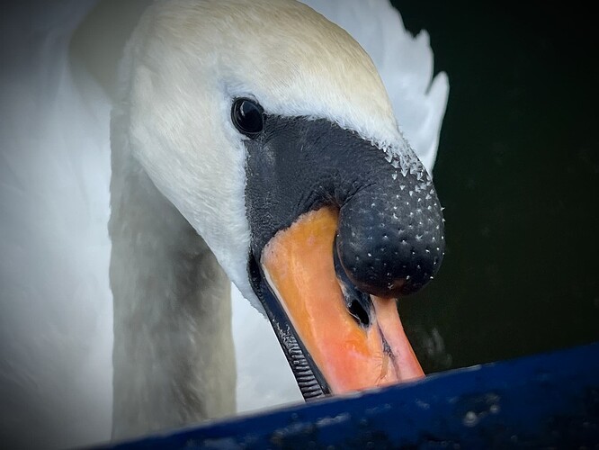 Swan F