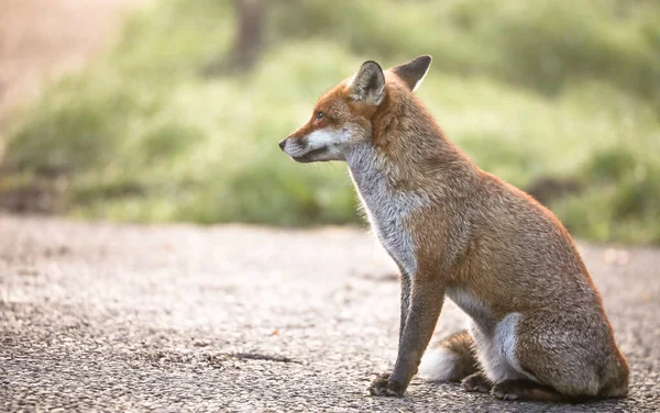 depositphotos_581783324-stock-photo-beautiful-shot-japanese-red-fox