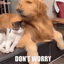 dont-worry-cat