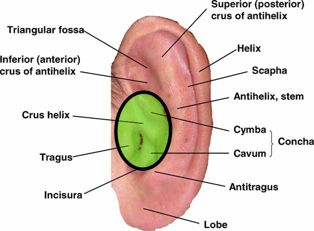 anatomy-ear1-large