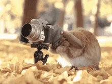 squirrel-camera-man