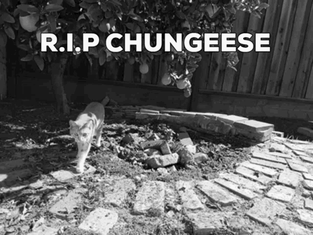 chungeese-rest-in-peace