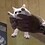 DanteOwO