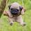 Pugsly